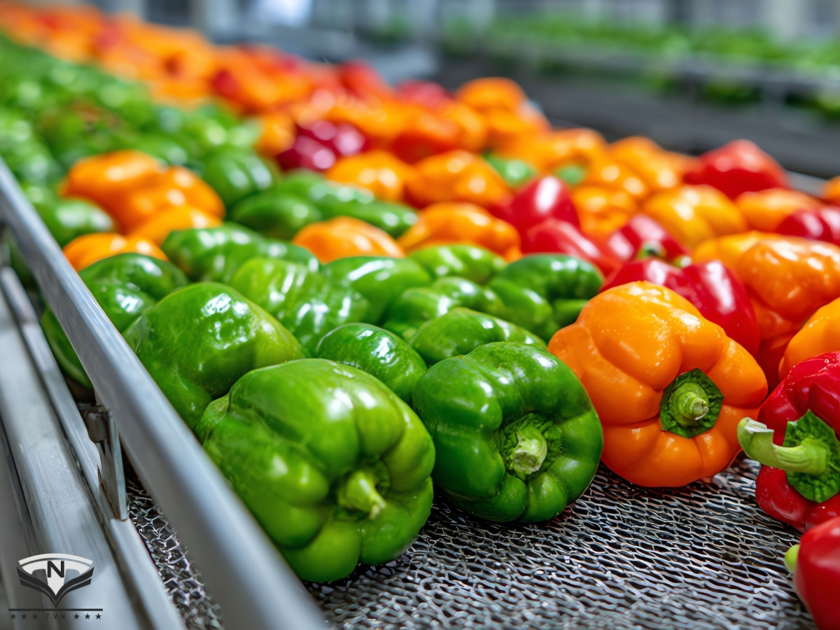 Hệ thống băng tải thực phẩm Inox 304